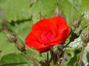 Last Import - 10 von 17