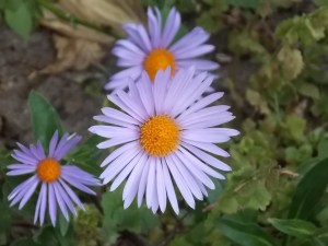 Last Import - 14 von 17