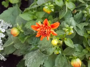 Last Import - 17 von 17