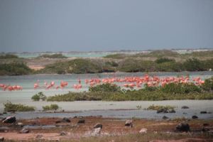 Bilder zum Buch: Die Kreuzfahrer von Wladimir Kaminer. Fotos von meiner Karibik Reise mit der Aida Diva 2017