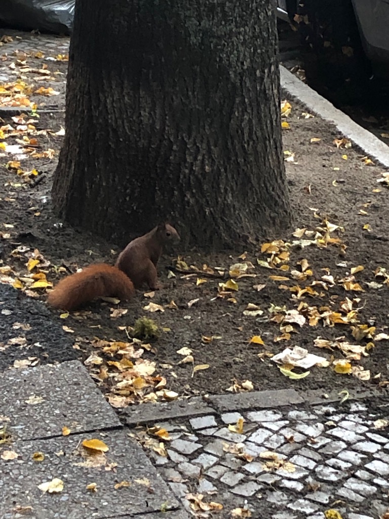 Eichhörnchen vor einem Baum auf meinem Fußweg von Neukölln zur Arena Berlin