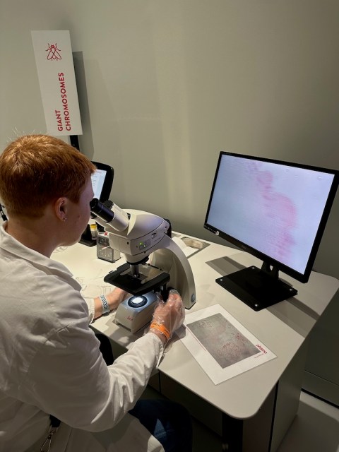 Kerstin Cornils im CellLab der Phaeno Wolfsburg am Mikroskop