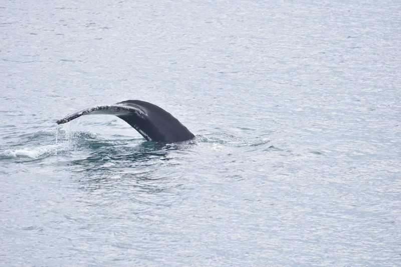 Eine Flosse vom Buckelwal bei einer Walwatching Tour von Akureyri aus im Sommer 2022