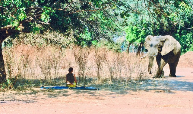Heidi trifft Elefant_Mana Pools