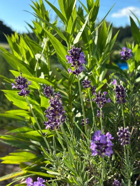 Lavendel in meinem Garten